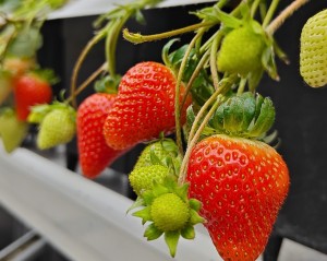 lighting for strawberries