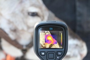 Infrared thermal imaging can detect physiological stress responses in reindeer without invasive procedures that may cause additional stress to the animal CREDIT Photo Virpi Lummaa